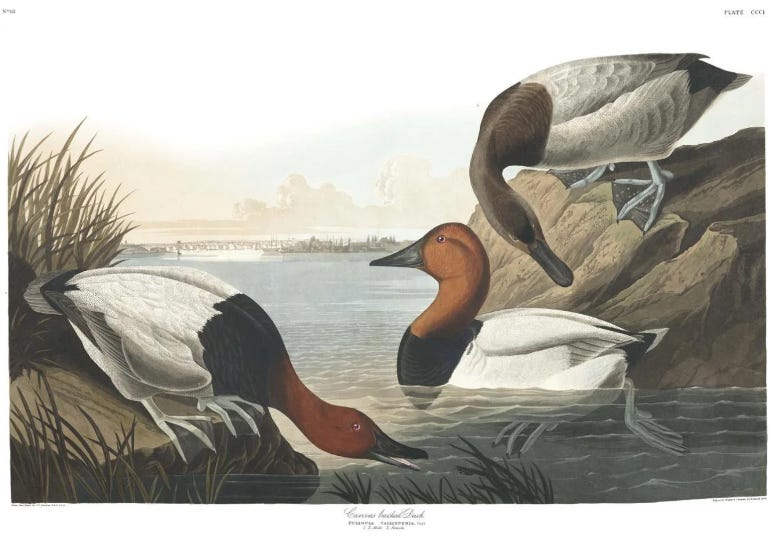 A Delmonico's menu from 1899. The most expensive item you could get at the most exclusive restaurant in New York was Canvasback Duck, which sold for $4. These birds were the standard for haute cuisine, and we're nearly wiped out by market hunting.
usbirdhistory.com/luxury-dining-…