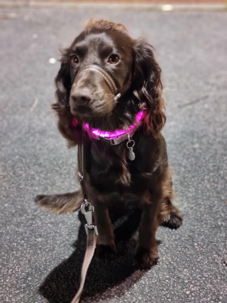 andacox's tweet photo. @_skabarga Bet nu viņa arī ir visskaistākā 😍🤎 https://t.co/IZthQySzDM