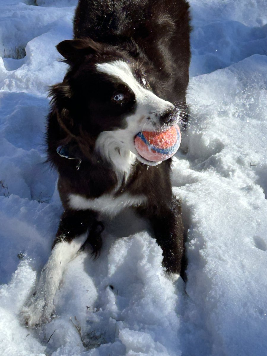 skye_mocha's tweet photo. T’was a perfect snow day with me @chuckittoys ball! #AustralianShepherd #puppy #dogs #snowday https://t.co/WxfJWrGdPh