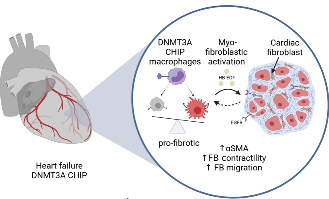 Find out more on how clonal hematopoiesis affects cardiac fibrosis this week in Nature Communication. Thanks to an incredible team lead by  @shumliakivska and @gluxan and all the collaborators! 😀