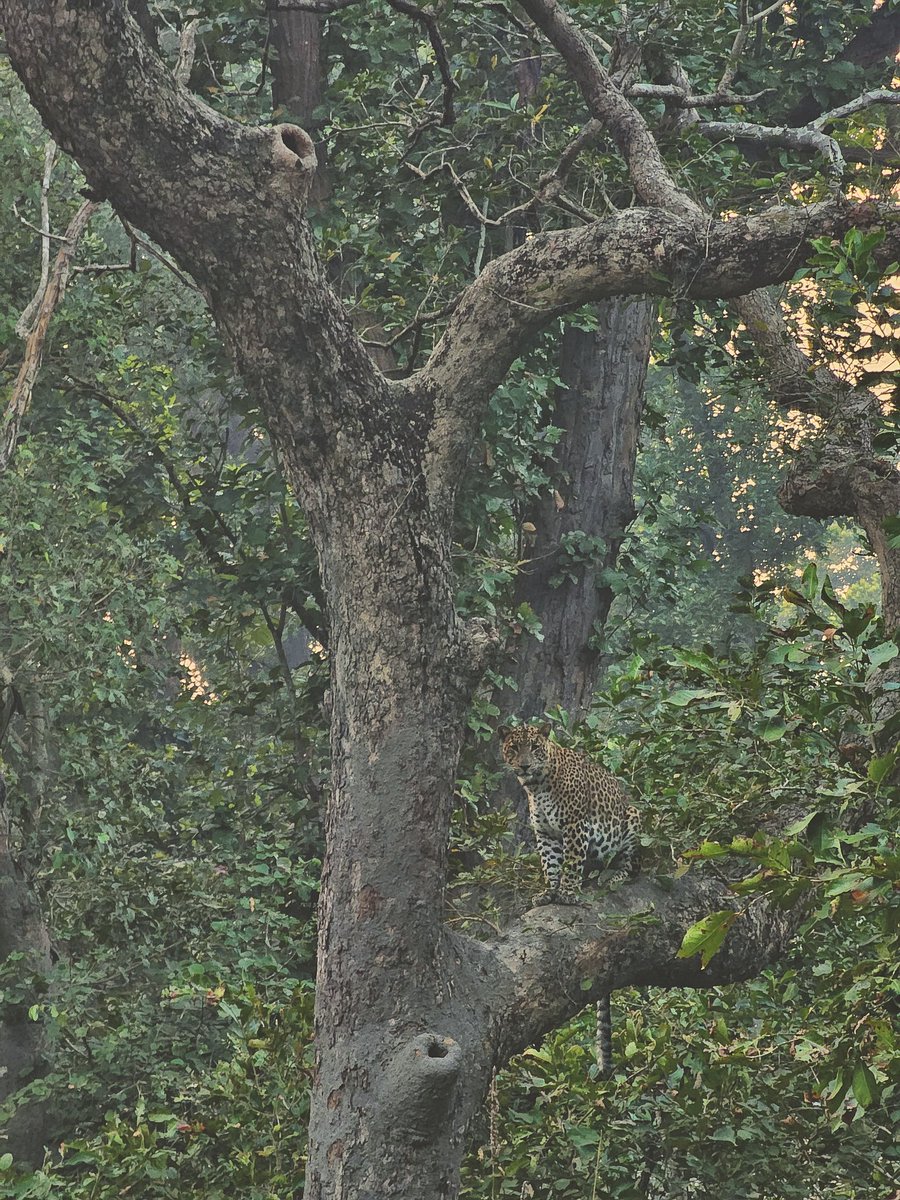 Leopard on tree | Dudhwa Join me on private safaris for Dudhwa Tiger Reserve #SafariwithSalman Captured: Samsung s23ultra @DudhwaTR