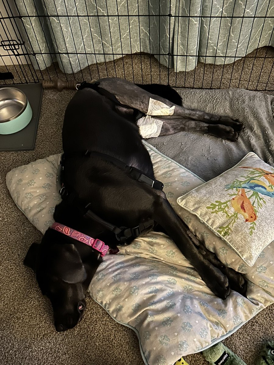 kylecadd's tweet photo. Pooor thing…. 😞 🐾 🐶 https://t.co/mdsZYQvfuL