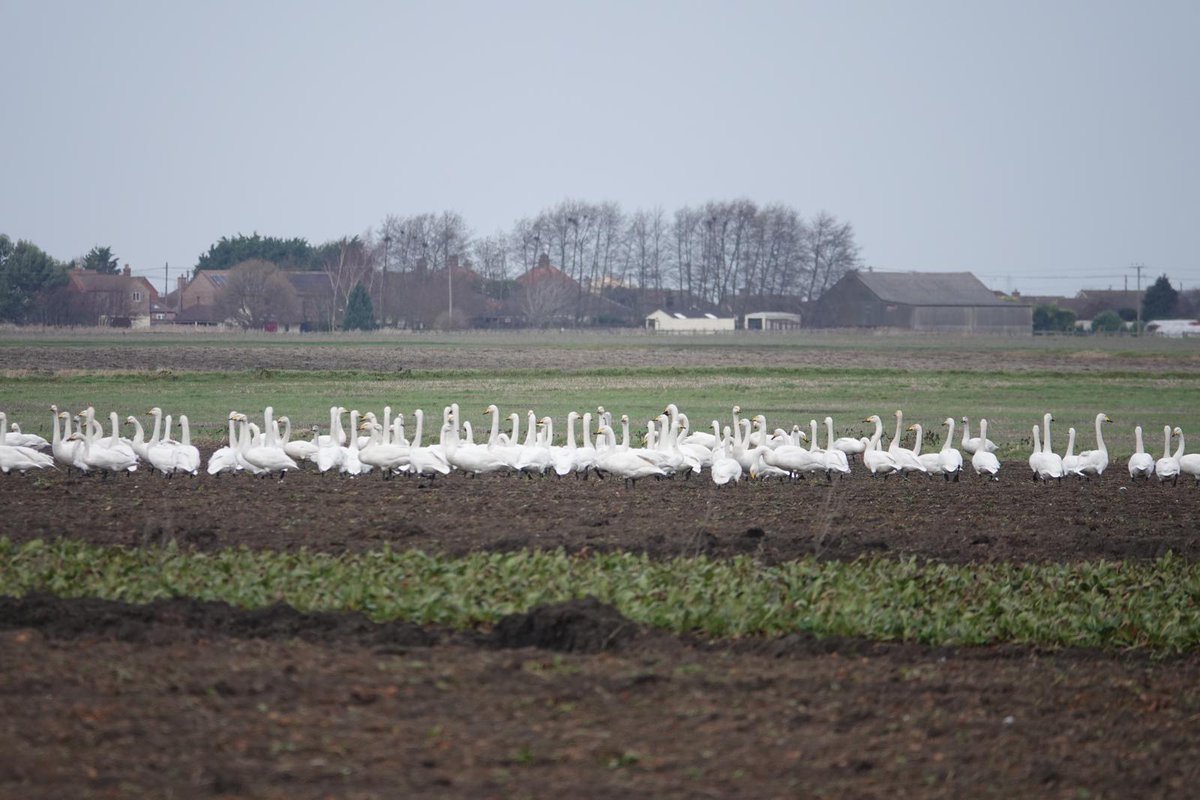 The team are staying @WWTWelney this weekend, touring the Nene & Ouse Washes, looking for some of the 500 colour-marked Whoopers we ringed in Iceland last year 😊