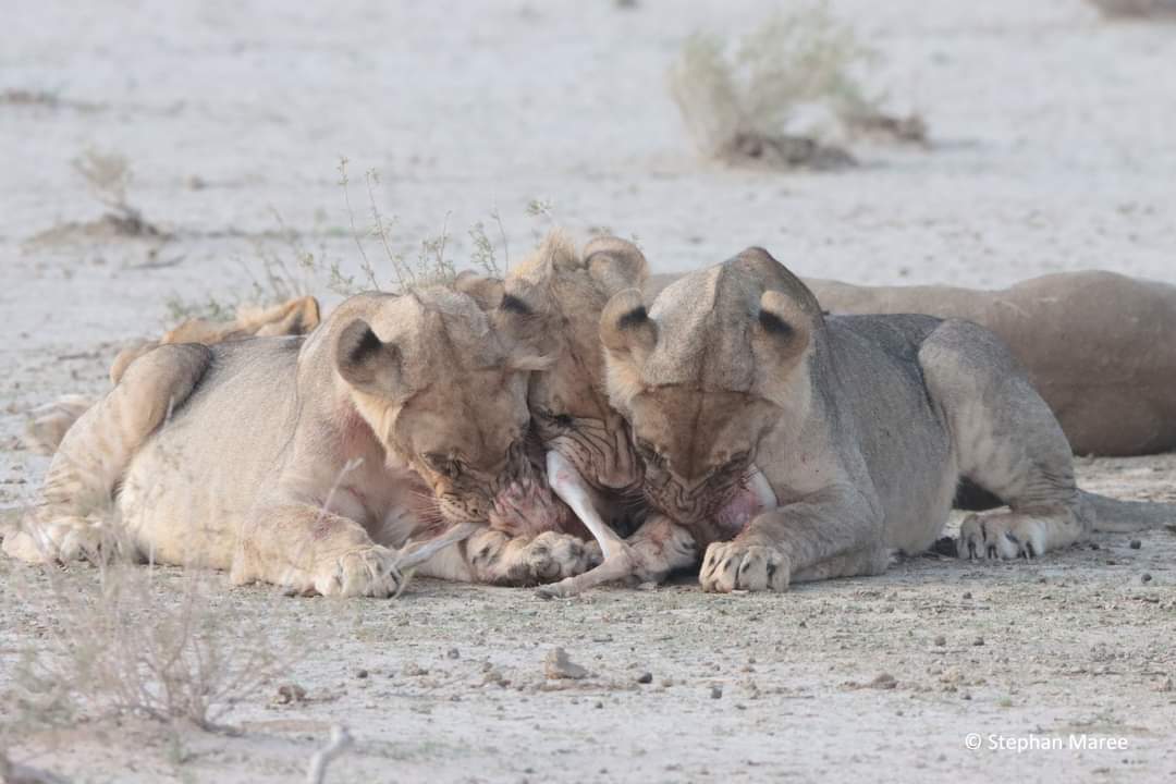 LdeManielle's tweet photo. #DavidSaid:
"Young lions go lacking and hungry, but those who seek the Lord lack no good thing."
(Psalms 34:10 BSB)
#SeekTheGodOfIsrael https://t.co/813gscszTC