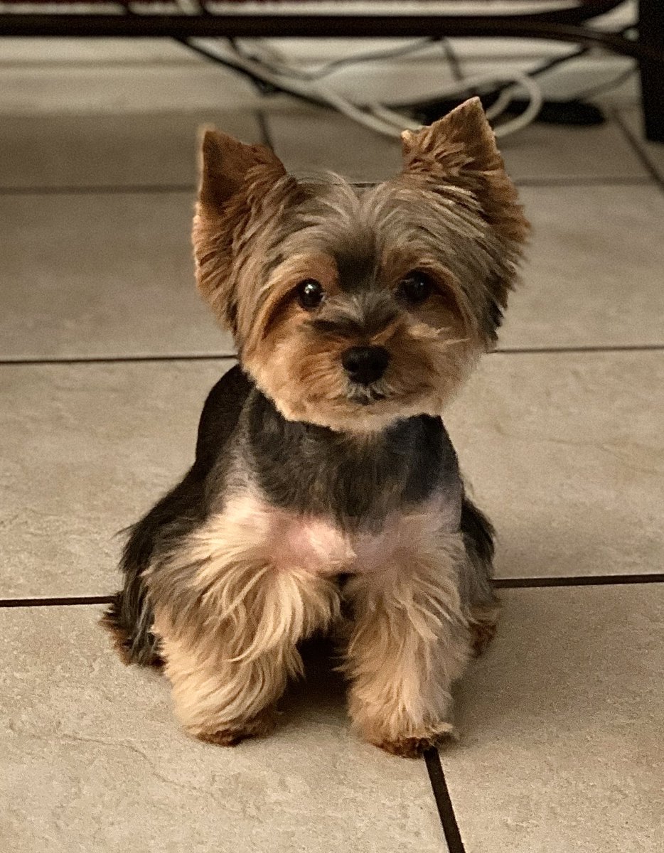 always the main character❤️ 
rest in peace Bubbles🕊️ we’ll love you forever