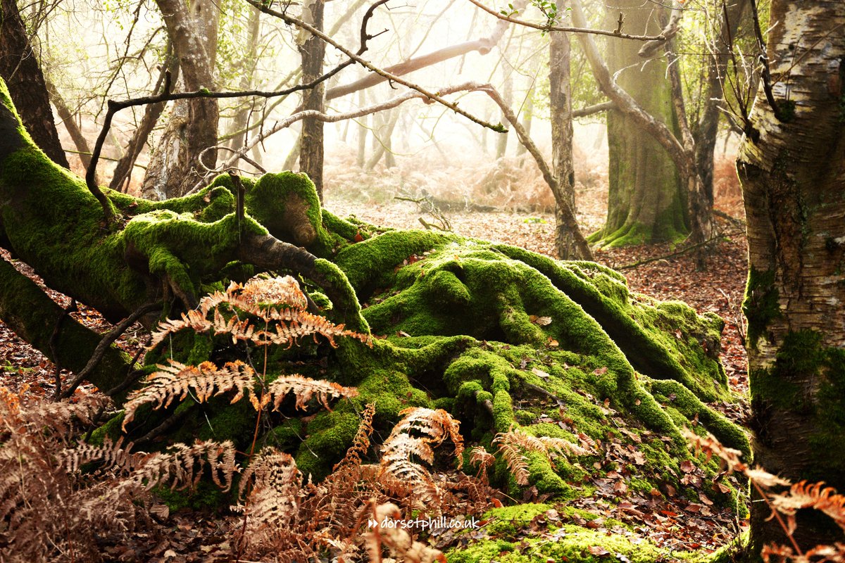 dorsetphill's tweet photo. Winter woodland. A tangle of roots. #WednesdayMotivation #greenmoss #nikonphotography #outandabout #PhillD https://t.co/jBQLGkoXCr