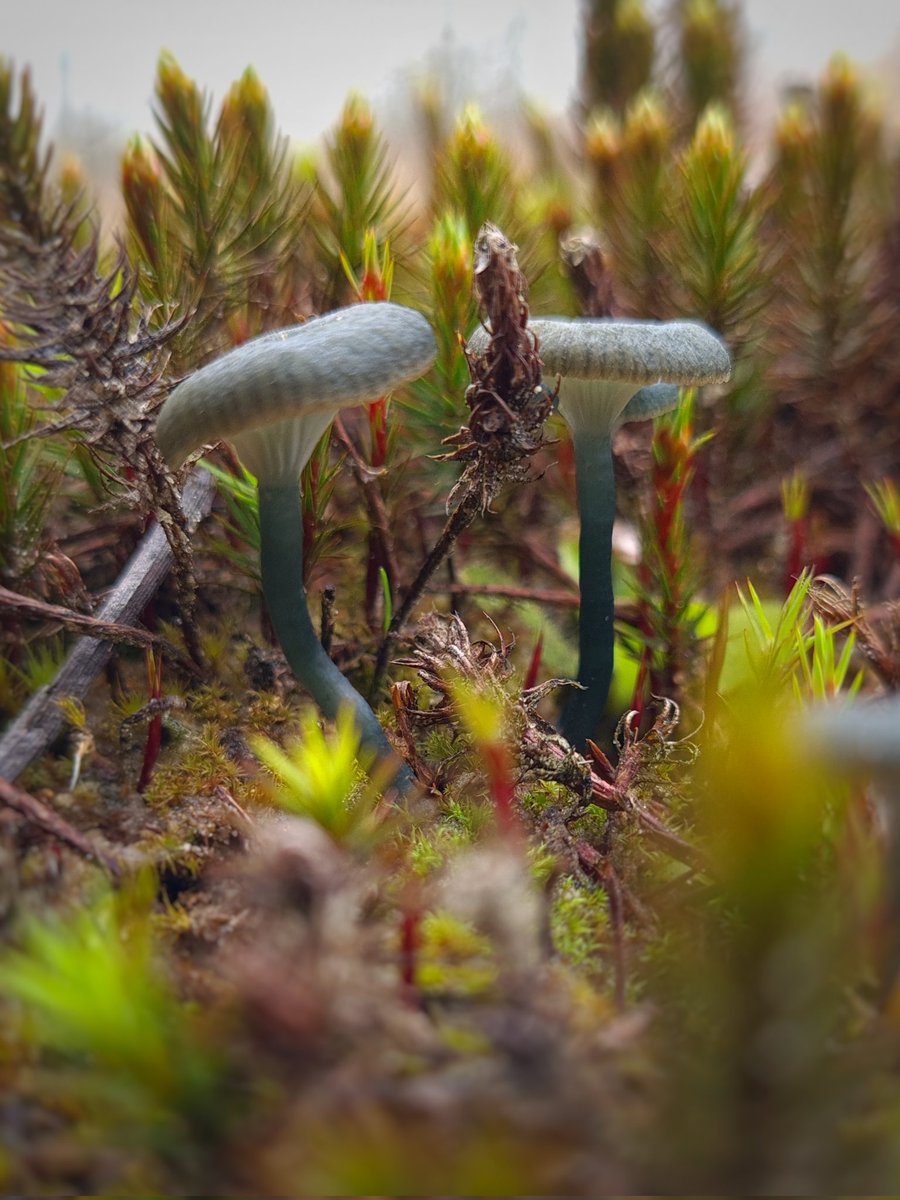 Nog een #KaderDoorkijkje van een soort die in de winter te vinden is, het blauwgroen trechtertje #dag20 
#JanuariFotoFlow