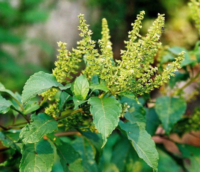HerbalistChief's tweet photo. Scent leaves (nunum, Nchuawun, Efirin) treats

🌿Syphilis
🌿Typhoid fever 
🌿Stomach ulcer
🌿Cough, flu, sinusitis
🌿Gonorrhoea
🌿Headache
🌿Covid 19
🌿Diabetes
🌿Flatulence

Boil the leaves with water and drink half a glass 3x daily. Do steam inhalation for point 4. Nature heals https://t.co/BaDfmwyZM8
