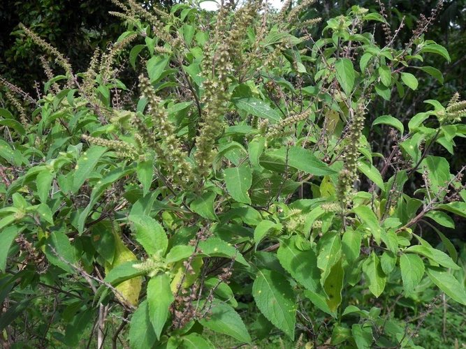 HerbalistChief's tweet photo. Scent leaves (nunum, Nchuawun, Efirin) treats

🌿Syphilis
🌿Typhoid fever 
🌿Stomach ulcer
🌿Cough, flu, sinusitis
🌿Gonorrhoea
🌿Headache
🌿Covid 19
🌿Diabetes
🌿Flatulence

Boil the leaves with water and drink half a glass 3x daily. Do steam inhalation for point 4. Nature heals https://t.co/BaDfmwyZM8