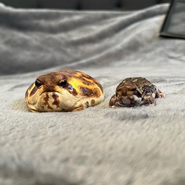 frogofthe's tweet photo. 📅  24th January 2024
🐸  Mochi and Macha
🏷️  Instagram/mochi._.and._.macha
💕 #animaloftheday https://t.co/FuMUOsuzVQ