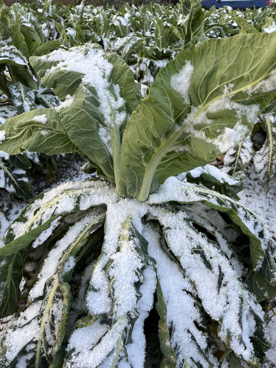 Cold couple of days in Cornwall at the Duchy Trials Open Days - some nice looking Carantic crops fairing the weather well! #seminis #bayer4cropsuk #cauliflower #wintercauliflower #snow #hail #freezing #cornwall #britishproduce #britishhorticulture