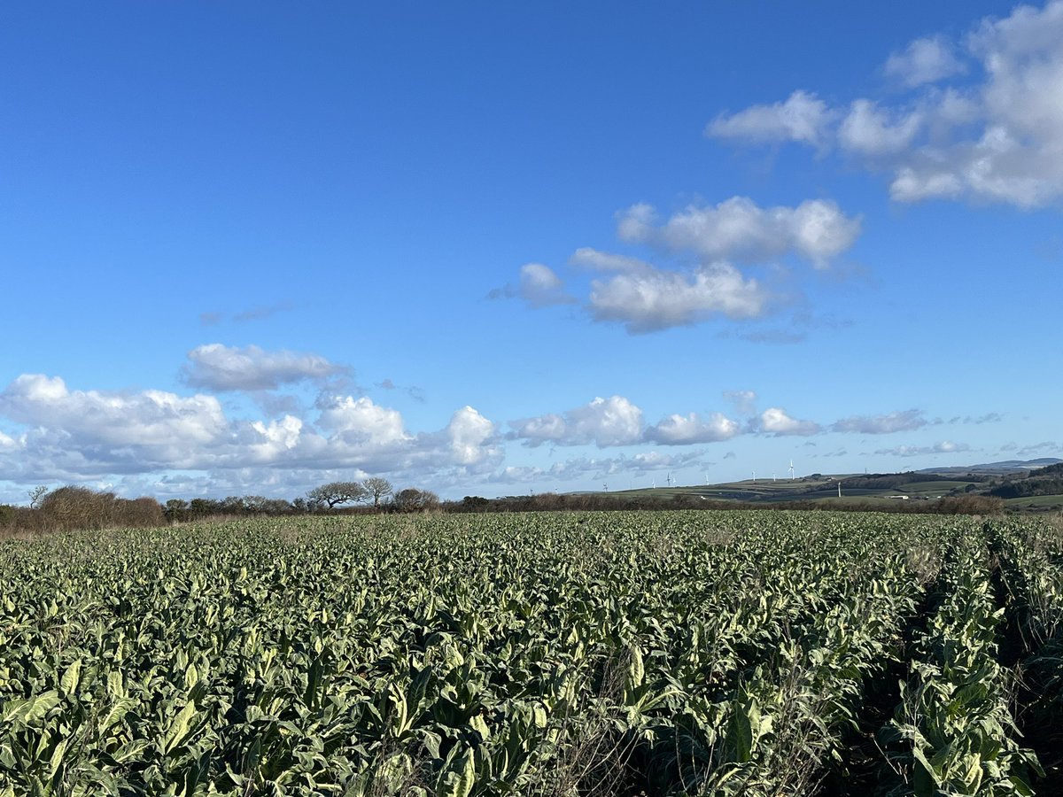 GrainneMeade's tweet photo. Cold couple of days in Cornwall at the Duchy Trials Open Days - some nice looking Carantic crops fairing the weather well! #seminis #bayer4cropsuk #cauliflower #wintercauliflower #snow #hail #freezing #cornwall #britishproduce #britishhorticulture https://t.co/tjki2bJqnR
