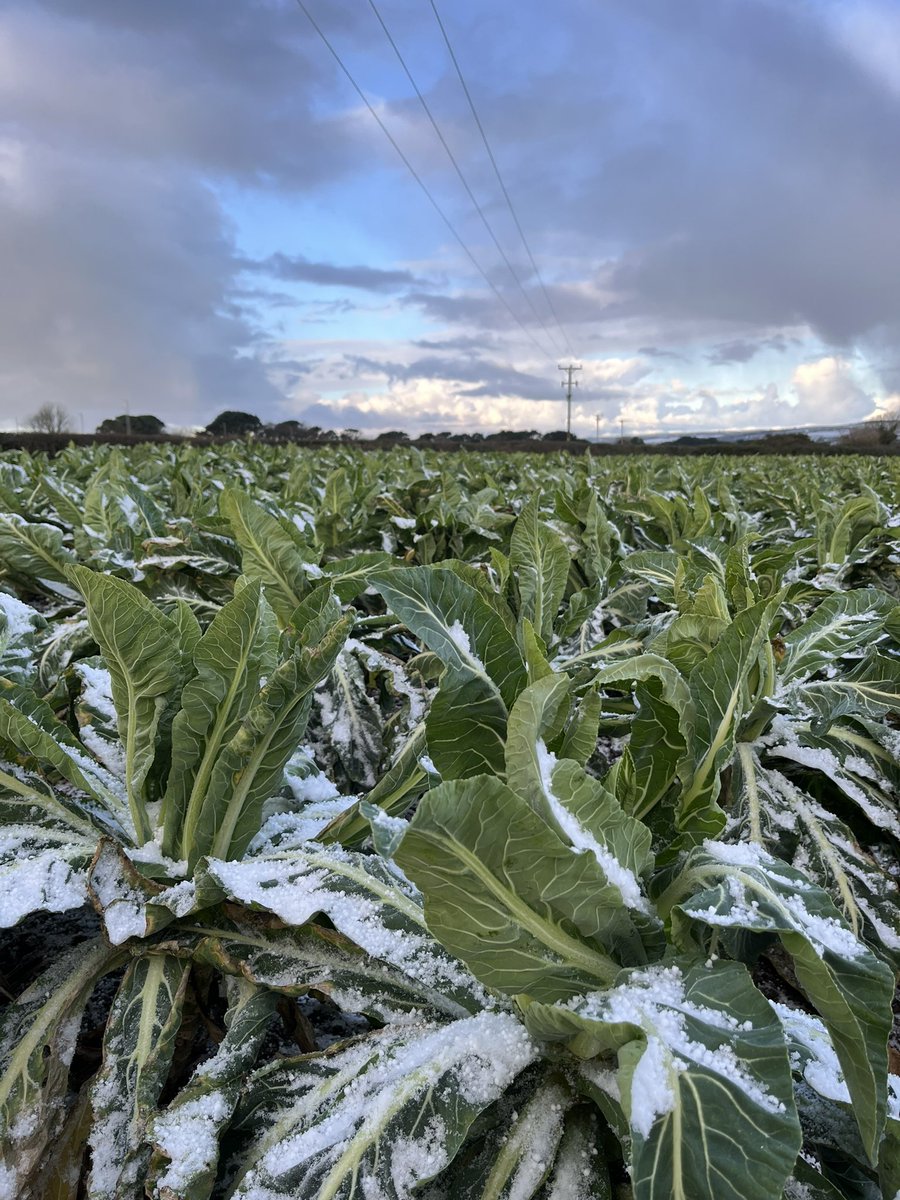 GrainneMeade's tweet photo. Cold couple of days in Cornwall at the Duchy Trials Open Days - some nice looking Carantic crops fairing the weather well! #seminis #bayer4cropsuk #cauliflower #wintercauliflower #snow #hail #freezing #cornwall #britishproduce #britishhorticulture https://t.co/tjki2bJqnR