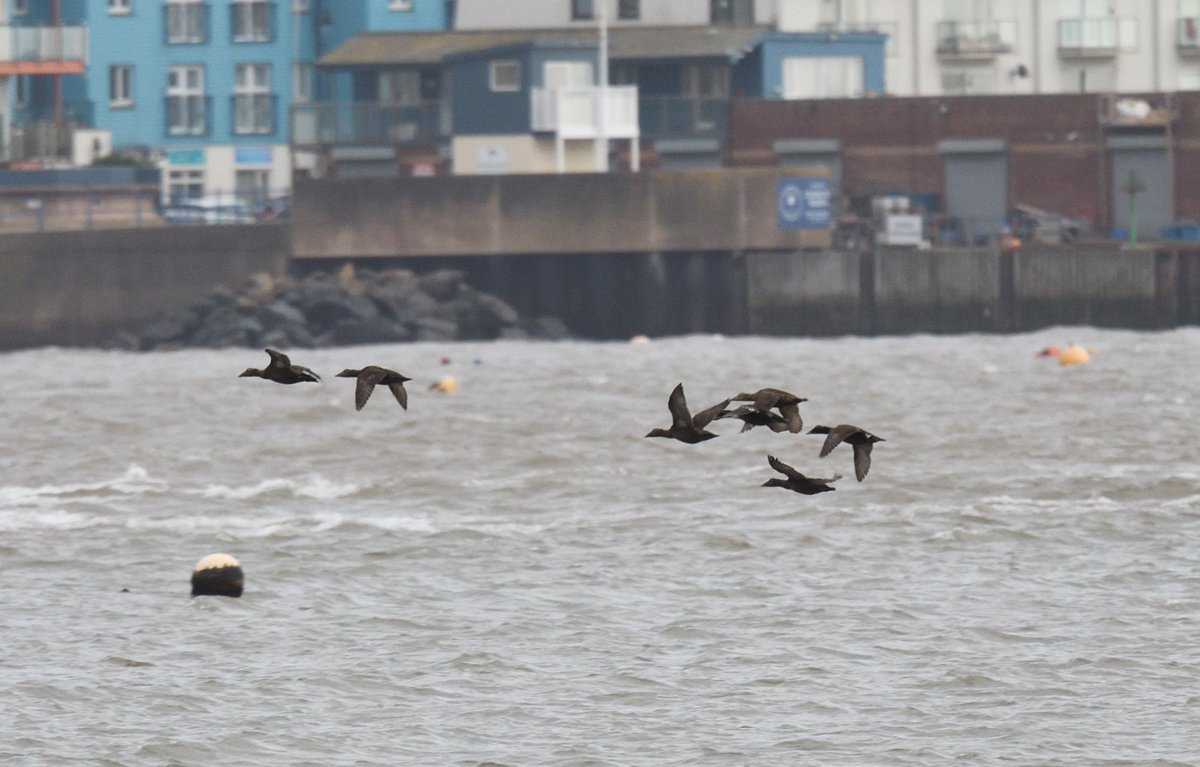 JoKingDevon's tweet photo. Distant views of 9 #EiderDucks at the bottom of the #ExeEstuary, just North of #DawlishWarren today, only managed to photograph 7 of them when they all took to the air https://t.co/y6a59iqNtN