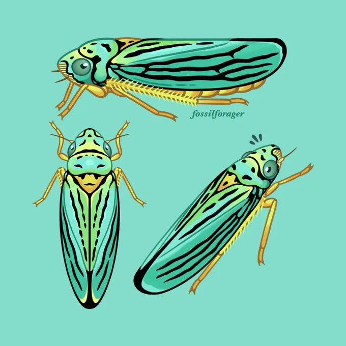 Blue-green sharpshooters are one of my favorite California-endemic bugs 