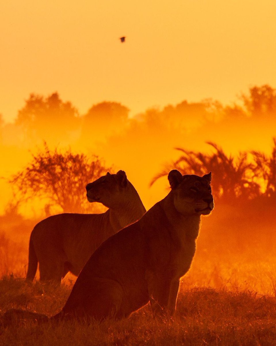 JelaniTours's tweet photo. Lions in Botswana's Okavango Delta https://t.co/v1zI4O2xvt