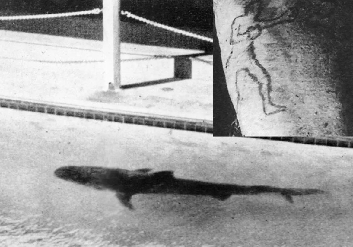 In 1935, fishermen caught a tiger shark and put it on display in an aquarium in Sydney. Shortly after, the shark fell ill, vomiting in front of a small crowd. Among the contents was a left hand and forearm bearing a distinctive tattoo. Fingerprints confirmed the limb belonged…
