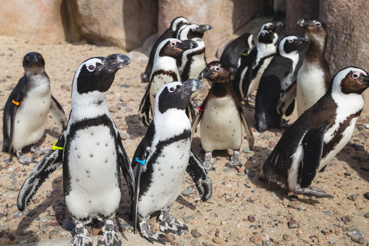 ToledoZoo's tweet photo. Cool vibes and flipper high-fives all around because it's #PenguinAwarenessDay! ❄️🐧
#ToledoZoo #ToledOhio #Penguin https://t.co/ZG0HfcqycF
