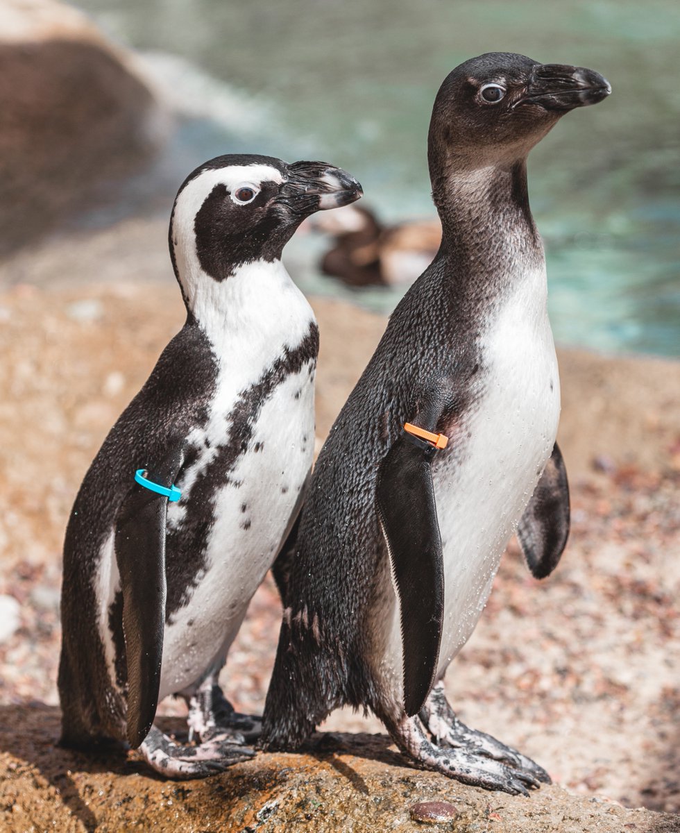 ToledoZoo's tweet photo. Cool vibes and flipper high-fives all around because it's #PenguinAwarenessDay! ❄️🐧
#ToledoZoo #ToledOhio #Penguin https://t.co/ZG0HfcqycF
