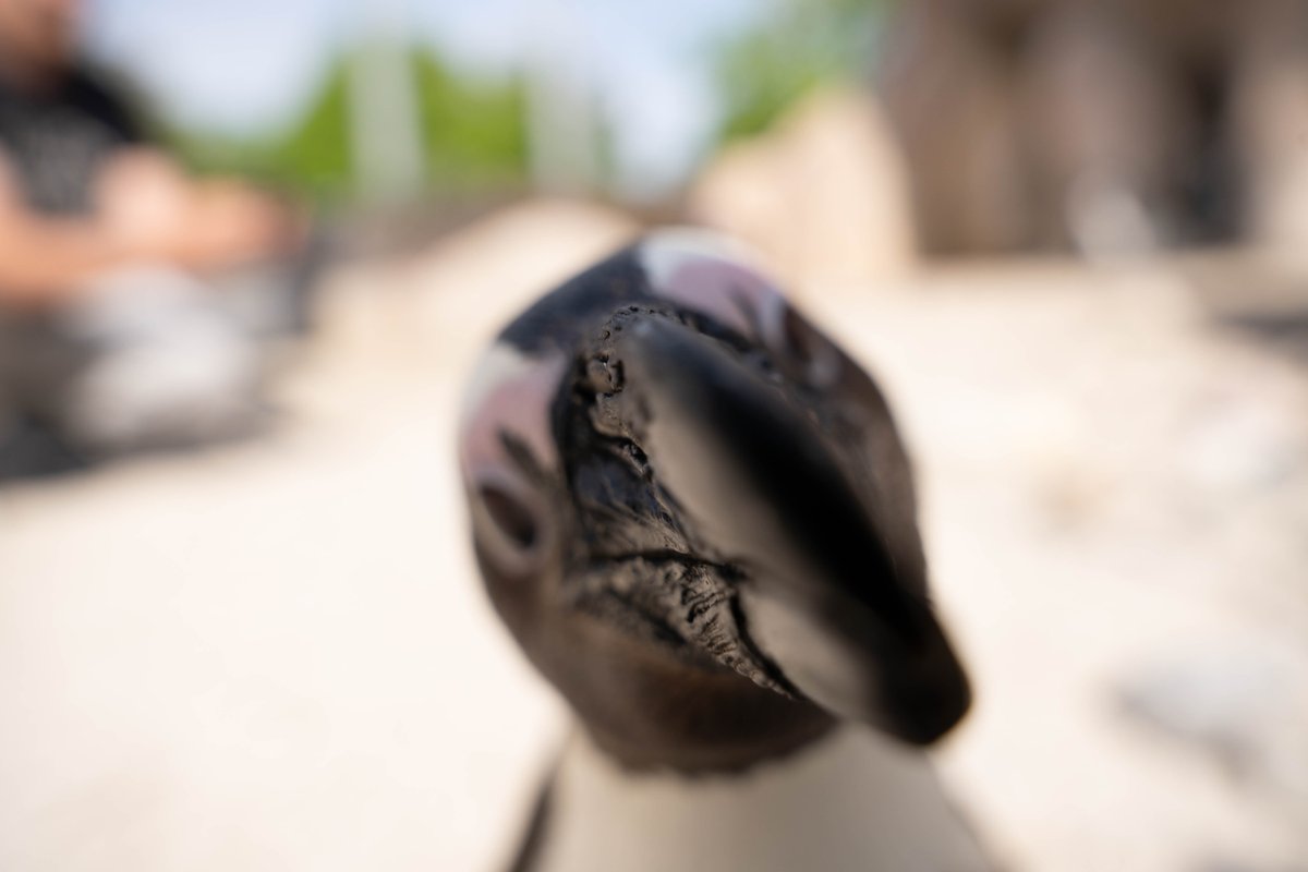 ToledoZoo's tweet photo. Cool vibes and flipper high-fives all around because it's #PenguinAwarenessDay! ❄️🐧
#ToledoZoo #ToledOhio #Penguin https://t.co/ZG0HfcqycF