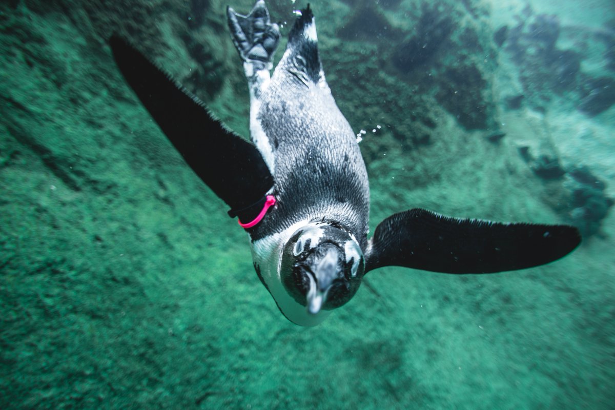 ToledoZoo's tweet photo. Cool vibes and flipper high-fives all around because it's #PenguinAwarenessDay! ❄️🐧
#ToledoZoo #ToledOhio #Penguin https://t.co/ZG0HfcqycF