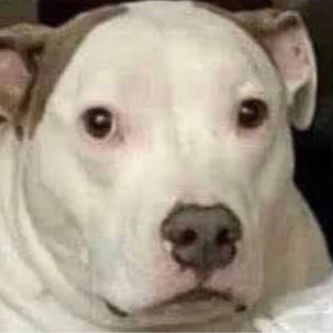 s44nti's tweet image. para ser introvertido hablo mucha pendejada