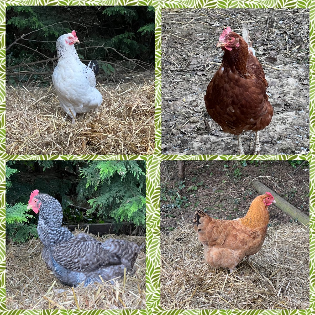 Therapony4's tweet photo. When you come down to Therapony the chickens are always around too!! Here’s some fun facts about chickens 🐓 who knew chickens dream 💭?? https://t.co/dNhHY8notv