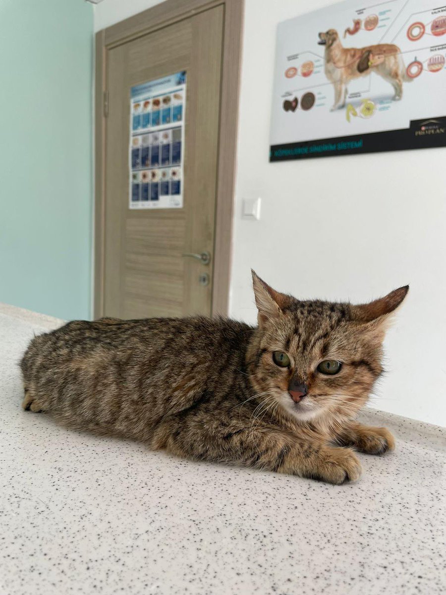 Herkese selamlar, bu Kediş Hatay’dan deprem zamanı tanıştığım bir ablamın sokakta baktığı bir kedi. 

Nörolojik fip ve oradaki klinikler yetersiz kaldığı için Hatay’dan İzmir’e nakli yapıldı. Yürüme zorluğu var, kaslarını kontrol edemiyor. GS ilacı olacak ve destek gerekiyor.