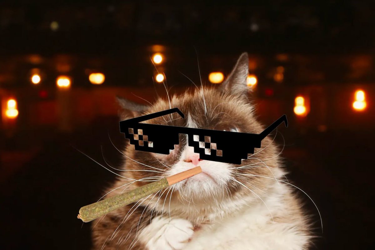 CandleKn1ght's tweet photo. @JJcycles I reccomend the $TARDAR GRUMPY CAT

#GRUMPY4LIFE
https://t.co/dYMXM0pmlH https://t.co/aHnrnE3fSS