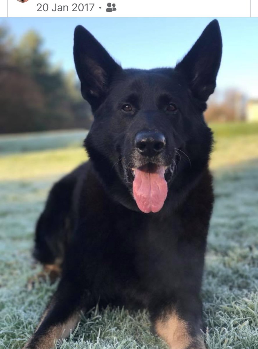 RPD_Logan tweet media