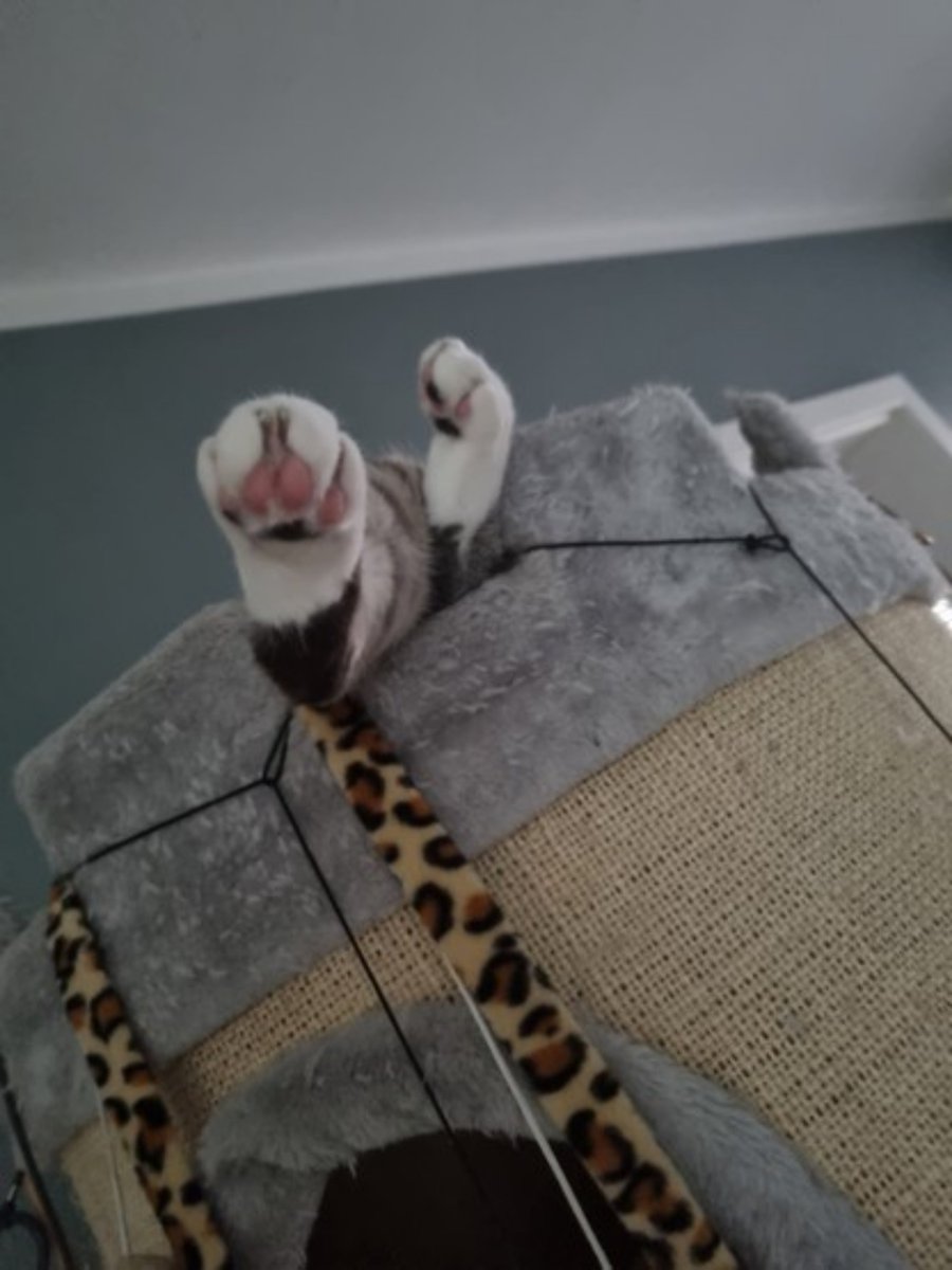 Claudia_Zahn's tweet image. #SeeTheDifference #MakeTheDifference
#BeTheDifference #caturday #Cat #Cats #CatsOfX #AdoptDontShop #PetsAreFamily #CatsOfTwitter #Caturday #RescuedCat #RescuedCats #CaptainJack #Santana #Sancho #Honeypot #MadameMim