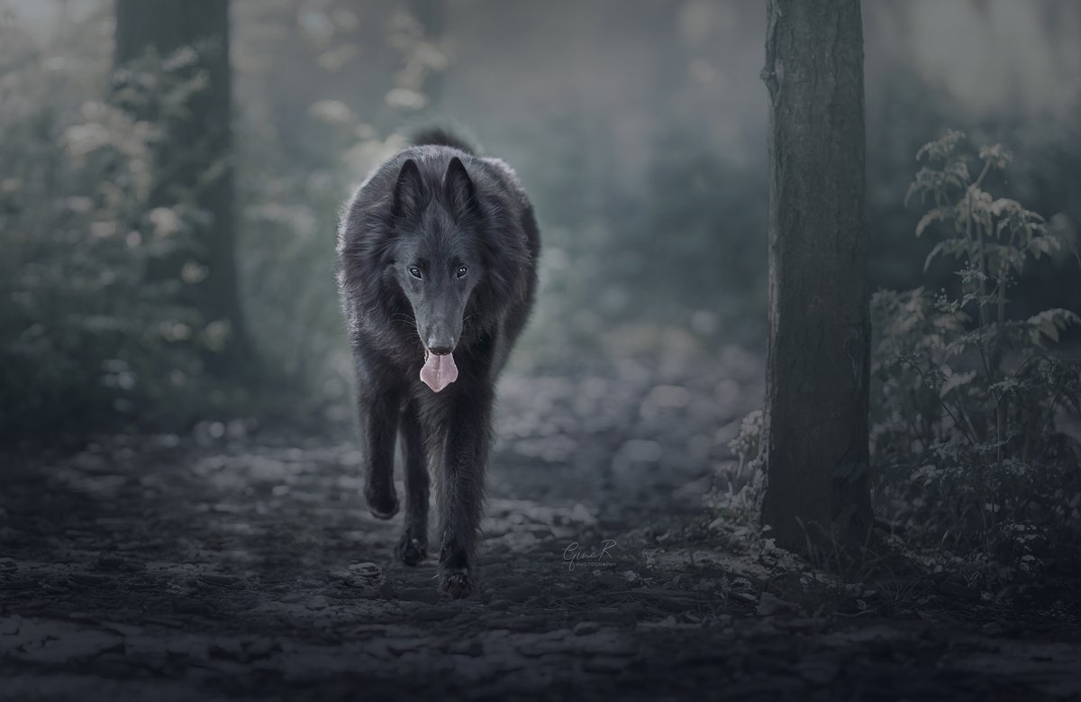 ginachillin's tweet image. Happy weekend 🙂
I have had a play with an older image taken in May, and have given it a wintery feel 🙂 

#practicepracticepractice #groenendael #belgianshepherd #dogmodel #doglovers #dogsoftwitter #Daxtheadventurer