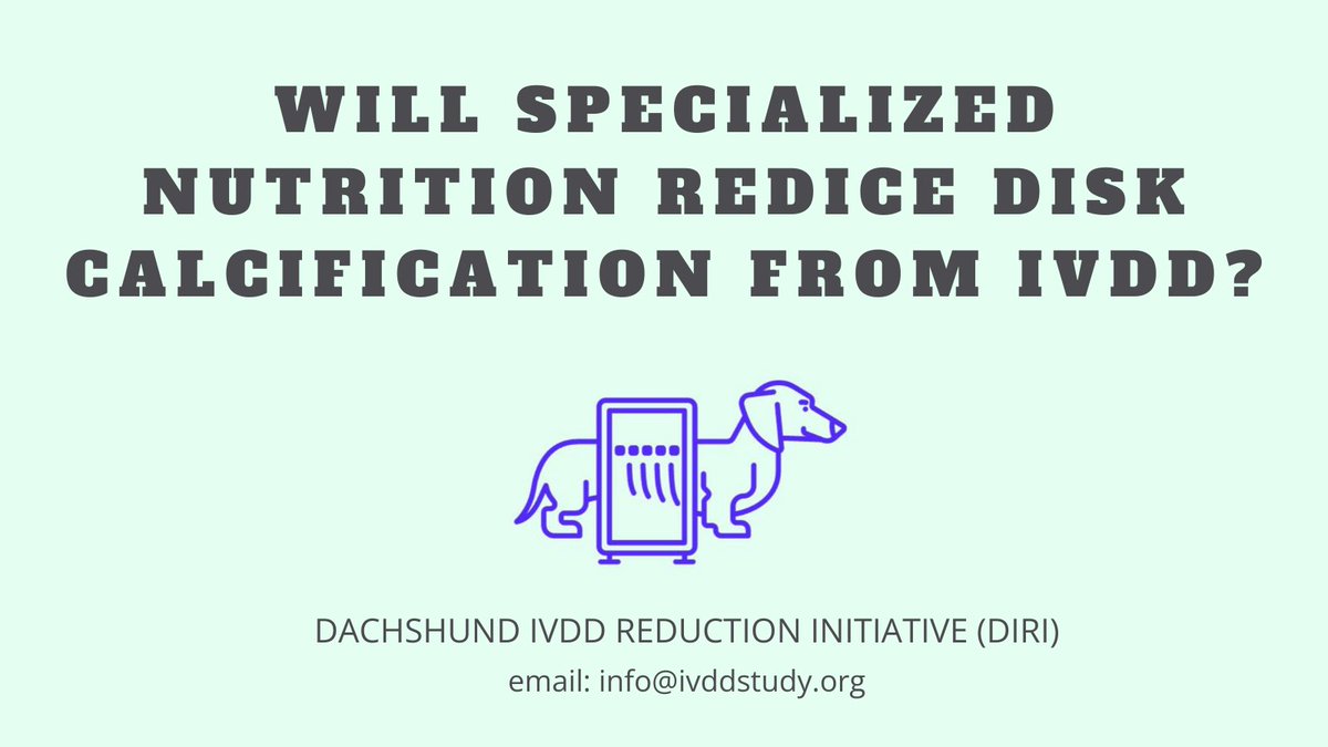 IVDDstudy's tweet image. Results from a select group of dachshunds who underwent an informal nutritional trial supported the hypothesis that nutrition can have a positive effect on disc health in individuals genetically predisposed to IVDD such as dachshunds. DIRI's goal is to test this hypothesis.