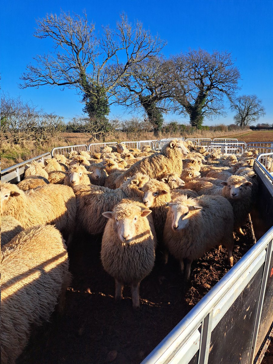 AdvisoryBlyth's tweet photo. Whilst travelling back from Wales I provided support for two more farmers. First visit to provide software support and training, second visit to help set up new equipment for weighing lambs. This visit was a part of the annual support package that I provide. #datamars #sheep https://t.co/e2fzqluaGf