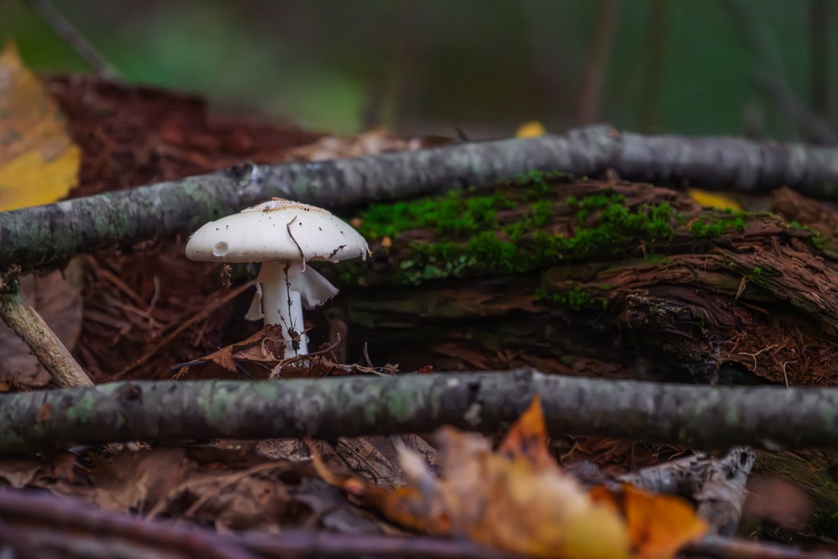 LightNatures's tweet photo. #nature #naturephotography #mushroom #mushroomphotography #toadstool #fungi #fungilove #fungiphotography #photography #nikonzii https://t.co/enMGcb5rfp