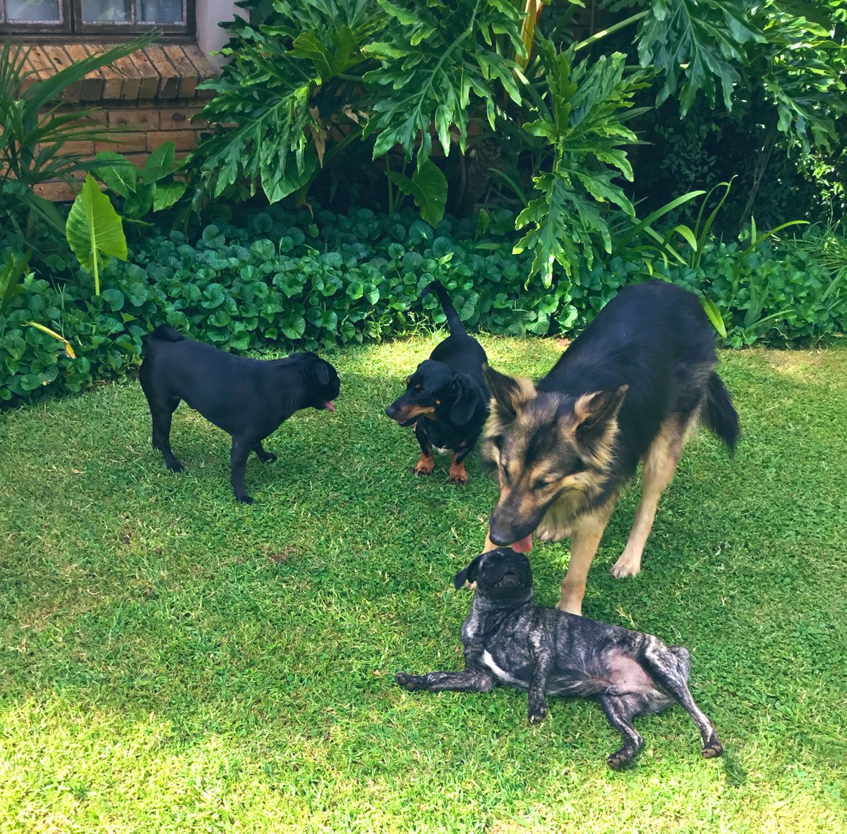 WWatsonpug's tweet photo. Some Saturday afternoon garden shenanigans #WeekendVibes #dogsoff https://t.co/I0sWw3wWKK