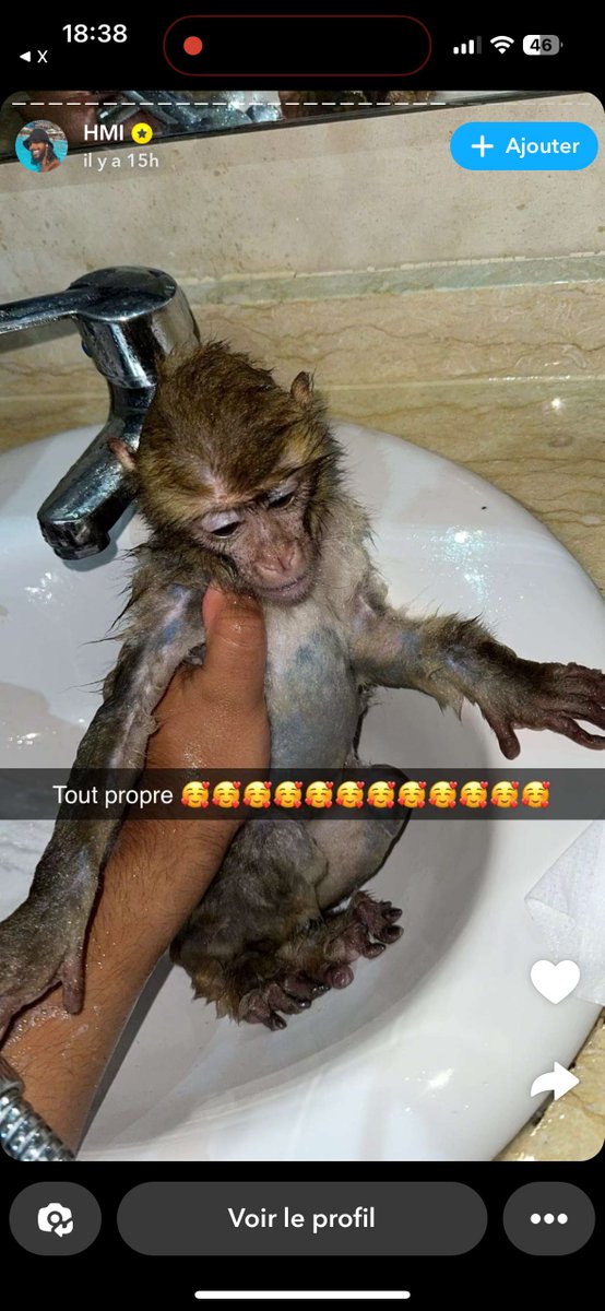 MSister0001's tweet photo. Un 🐒 ne doit pas vivre de cette manière
Que va-t-il devenir puisque son nouveau maître voyage beaucoup ?
@30millionsdamis
@hugoclement
@FBB_Officiel
@SPAoffical https://t.co/0t5Ma4zBj8