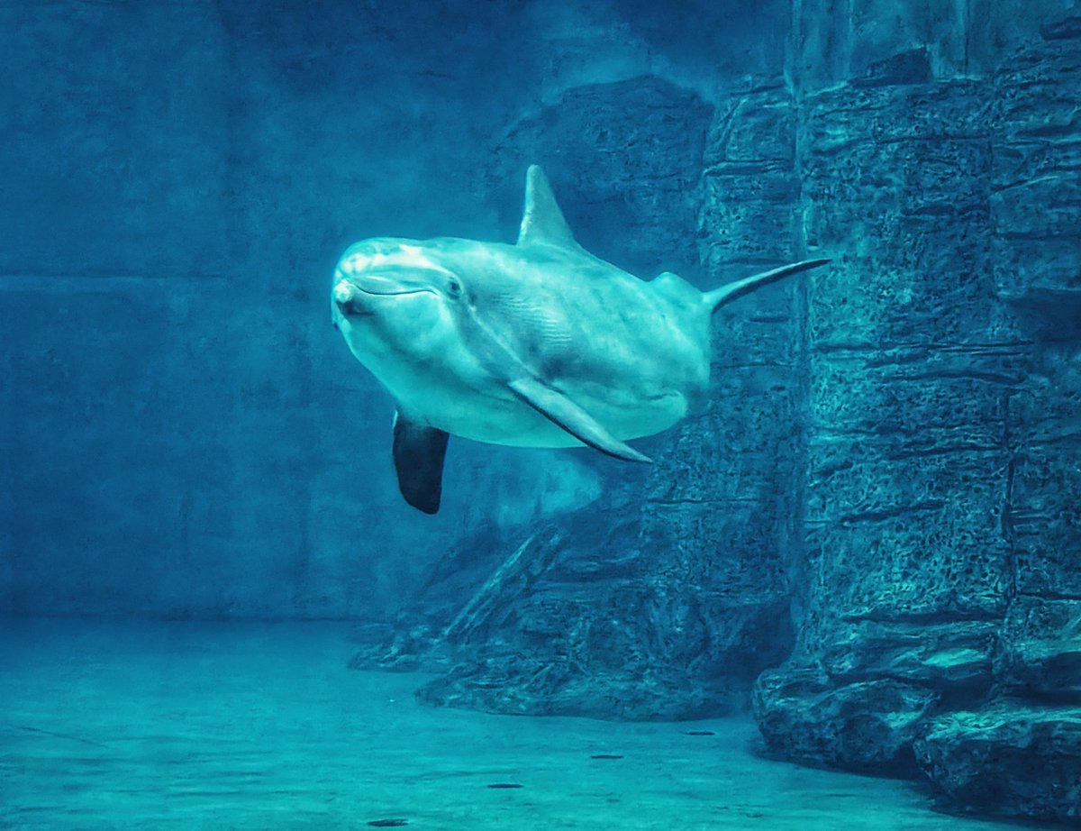 Ignoble Savage tweet media