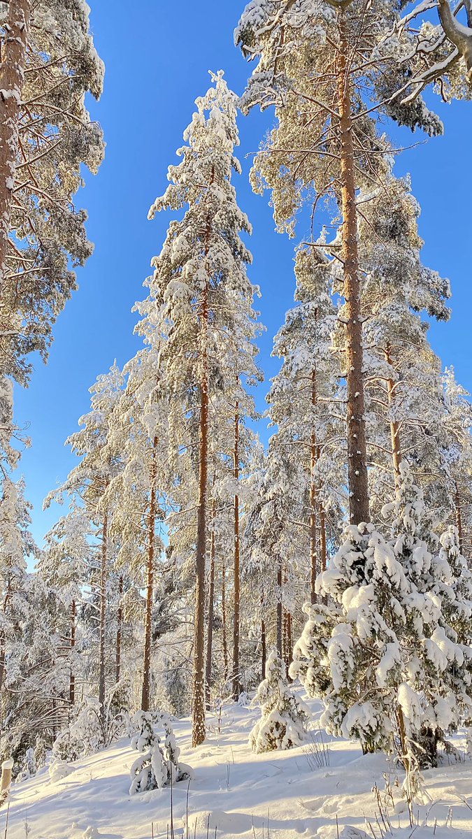 pete_ramo's tweet photo. @front_ukrainian From beatiful Finland. https://t.co/Ka21nQPVhP