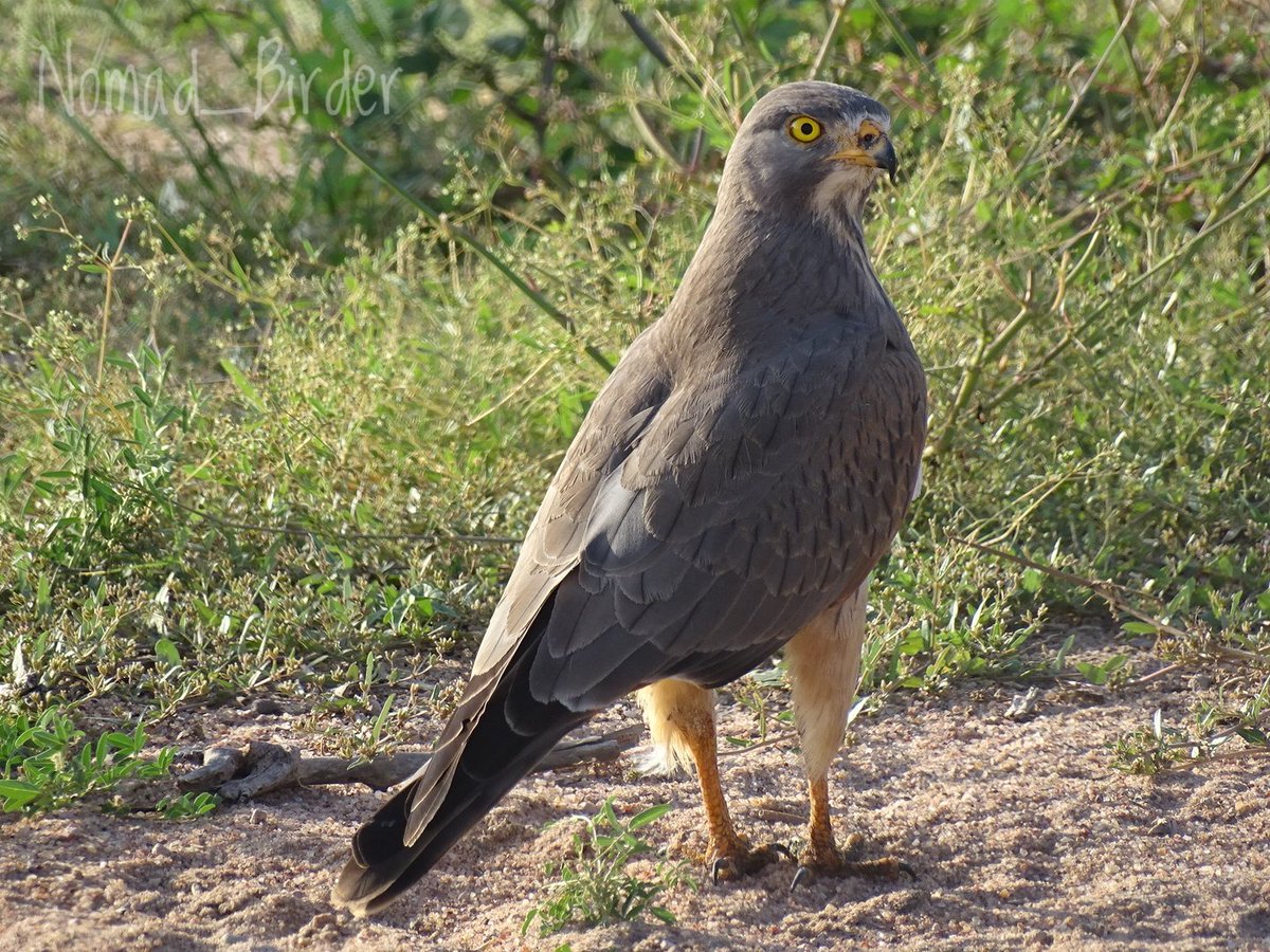 nomad_birder's tweet photo. Grasshopper Buzzard.
#GrasshopperBuzzard #Buzzard #Birds #Birdwatching #BirdsSeenin2024 #Birding #BirdsConservation #ornithology #birdsofprey #birdsPerfection #BirdsofGarissa #BirdsofNortheasternKenya #BirdsofhornofAfrica https://t.co/uMbn2QzZCJ