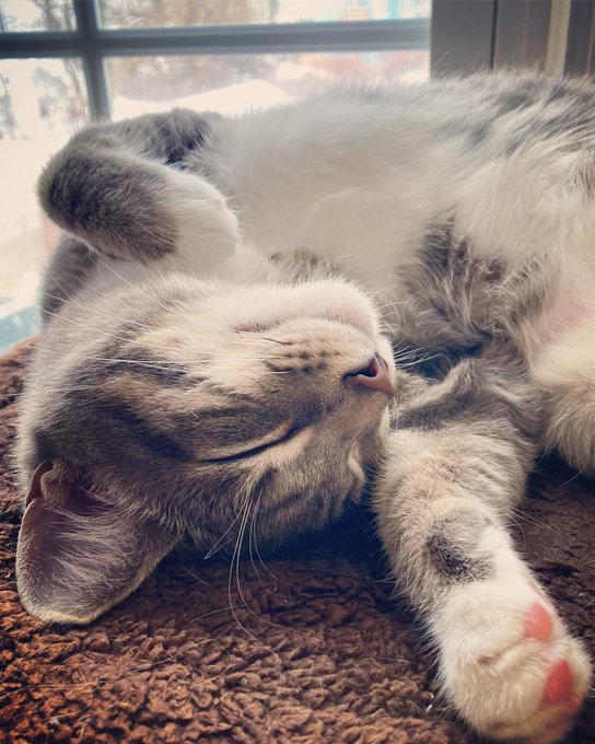 I broke my 5th antique today&hellip; I deserve a nap!  #selfsatisfied https://t.co/iRXgM5fFrG<a href="/tag/selfsatisfied"class="tags"><span>#selfsatisfied</span></a>
