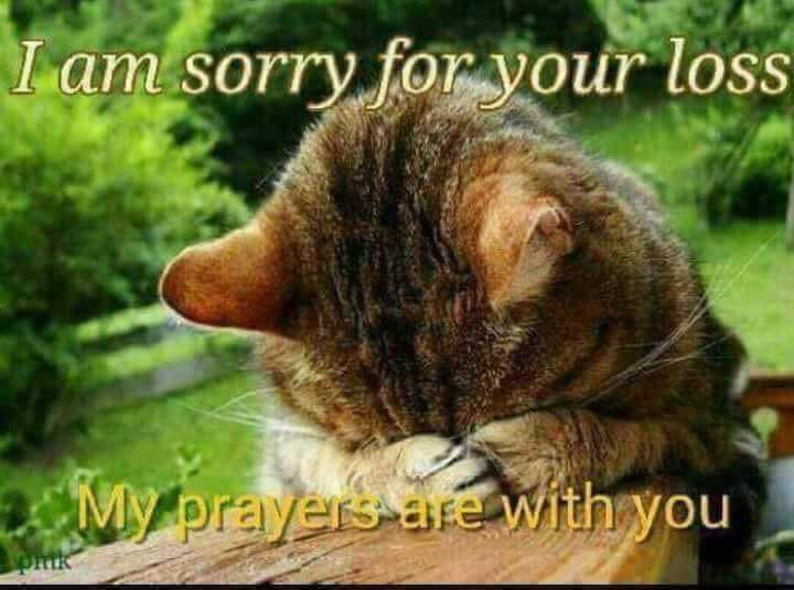dojomojothom's tweet photo. @Nacho87329549 @AlanSla90124663 Sending love and prayers 🙏 ❤️ https://t.co/zG31W6yS7j