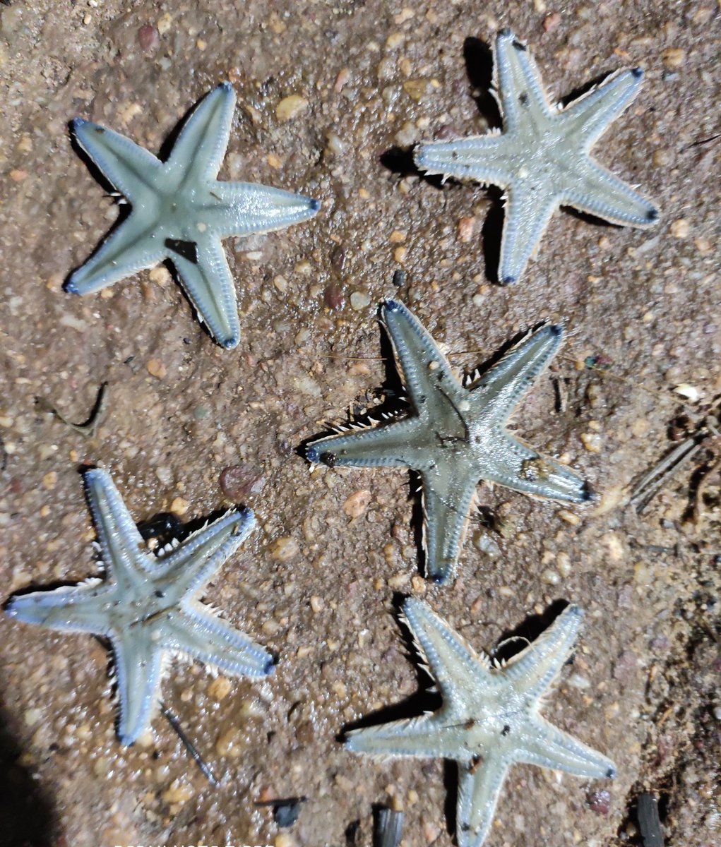 FishFishing1312's tweet photo. No Fish 🐟
No Crab 🦀
No Eel 🪱
No Squid 🐙

Sometimes you caught Starfish on Hook⭐🎣

#fishing #starfish #starfishbeach #nightfishing #fish #fishinglife #fishinglove #hobbyfishing🐟🌊🎣 #angler #sea #sealife #seaspecies #starfish⭐️ https://t.co/LxXSvdaioP