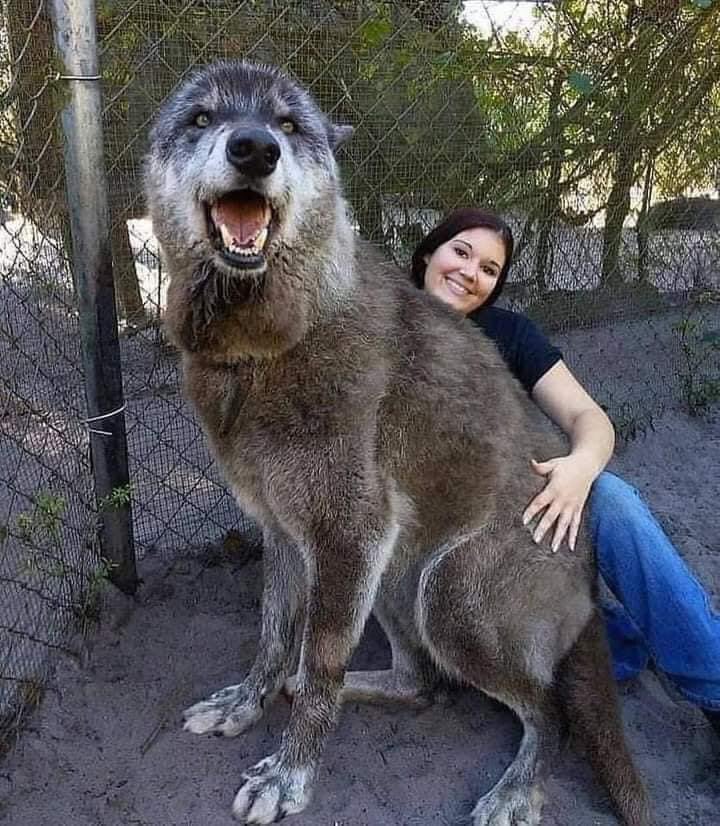 SmialMordor's tweet photo. Hemos encontrado a #Carcharoth está con una chica , y se le ve feliz. Así que somos felices, también. 🫶 https://t.co/gwxoZdh2HN