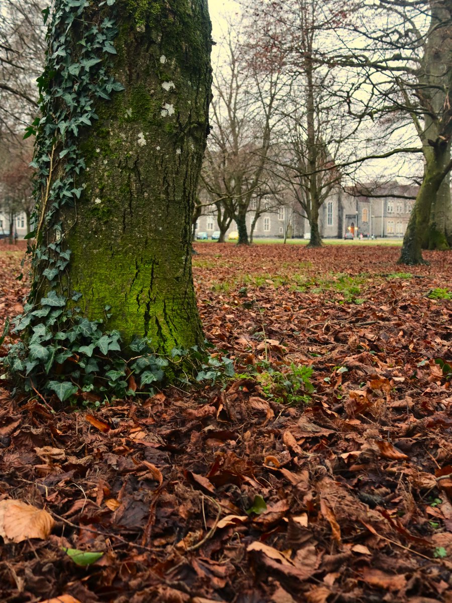 Carpet of leaves
#MaynoothUniversity
#GoneWalkAbout