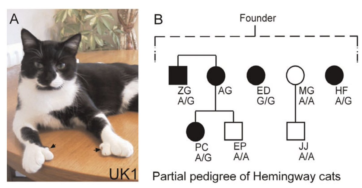 doctorveera's tweet photo. A new Nature paper by Emma Farley and colleagues reminds us again that we have hardly scratched the surface of exploring the enigmatic universe of noncoding variants. A weekend read. 

Lim, Solvason, Ryan, et al. Nature 
https://t.co/dDDP2KzLed

I’ve said many times (https://t.co/zsj2IJyisR). But I’ll recite it again: the most beautiful, in-depth biological insights into the human genome often come not from sequencing hundreds of thousands of individuals from the general population but from a handful of patients with extreme phenotypes that clinicians encounter in the clinics. This is true for both coding and noncoding variants, but is much more relevant for noncoding variants than coding variants, given the recent excitement around the release of half a million genomes of the UK Biobank participants. 

Probing the mechanisms underlying some noncoding enhancer mutations that cause polydactyly in humans and mice, the authors uncover a surprising mechanism (that might have been perfected over millions of years of evolution) through which enhancers control the tissue-specific expression of their target genes. 

If asked to guess about how binding of certain transcription factors (TFs) to unique nucleotide sequence patterns (motifs) within enhancers results in tissue-specific (and/or developmental stage-specific) expression, we would imagine that the TFs bind to motifs with high affinity and any mutation that scramble the motifs would result in TFs failing to bind to the enhancers resulting in aberrant gene expression. 

Well, it turns out some enhancers like ZRS (mutations in which cause polydactyly) were designed by evolution to act in a manner exactly opposite to what we imagined. 

ZRS is highly conserved across vertebrates with near complete sequence identity between humans and mice (the exact same nucleotide change causes the exact same phenotype in humans and mice). It controls a gene called SHH (Shh in mice) that encodes sonic hedgehog protein that plays a critical role in limb development. Mutations in the ZRS enhancer cause polydactyly, which has been observed even in cats. Here is a polydactyly Hemingway cat (https://t.co/vgNDmSgamA)

Previous studies have shown that the ZRS mutations are a gain of function in nature and cause polydactyly through ectopic expression of SHH in the developing limb bud. But how exactly the mutations cause ectopic expression remained a mystery. 

In the current work, the authors find that the ZRS enhancers employ a regulatory phenomenon (previously observed in invertebrates) where enhancers maintain tissue specificity by using multiple, redundant low-affinity binding sites for transcription factors. The binding affinity between enhancer motifs and transcription factors is kept at extremely low levels like 15% of the maximum possible affinity. 

The sub-optimal and transient binding of TFs to ERS during organ development ensures that its target genes are expressed only within a critical zone of the developing limb bud. Mutations that increase the affinity of ERS to their TFs result in spillover of expression resulting in the development of extra fingers. The image below shows the ectopic expression of Shh and its downstream target Ptch1 in the background of polydactyly mutation. 

The effect of gain of function mutations is dose-dependent. The higher the affinity, the more severe the polydactyly. The consequences can be so severe that mutations sometimes result in an extra whole organ, for example, two beating hearts (!) previously observed in sea squirts. 

What’s more fascinating is the redundancy of such enhancer elements. By placing the control of gene expression under multiple redundant enhancer elements with low-affinity binding sites, the evolution has tried to make the system error-proof as the loss of one enhancer site will be buffered by the other. But fascinatingly, the master design came with a loophole—vulnerability towards the gain of function mutations. Perhaps, having an extra finger is a small price the organisms had to pay to avoid losing the limb altogether? 

Another great insight into the noncoding variants that we learn from this amazing work is the challenge behind designing in vitro experiments like massively parallel reporter assay (MPRA) to identify mutations in enhancers that follow the low-affinity binding principle. We often focus on the variants that produce the maximal change in the gene expression in cellular assays to prioritize functional variants. Such an approach will miss variants like the ones in ZRS that cause only subtle changes in the gene expression but have a massive effect on the phenotypes. 

Overall, it’s a truly amazing work by Emma Farley and team offering novel insights into the mechanisms of noncoding mutations.