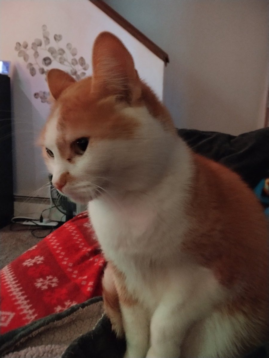 bakaneko (@paradox_xdxd) on Twitter photo 