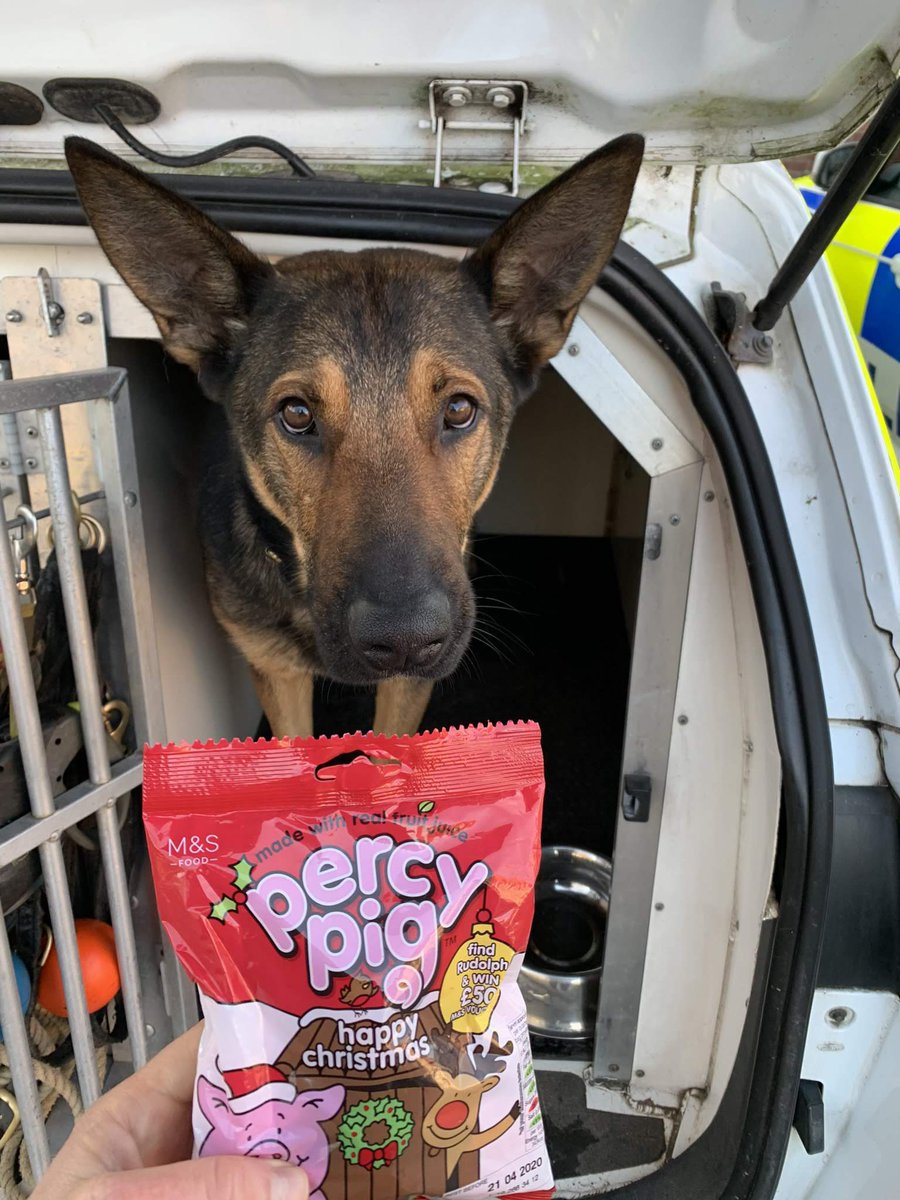 _IanAdams's tweet photo. I’ll never forget the day that I nearly contaminated the training track for @PD_MagicMerlin and @PDLendog and had to hide in my vehicle whilst PD Merlin worked his magic. It was also the day that I met PD Riggs and two amazing police dog handlers. It was exactly 4 years ago this month and the rest is history! 

It’s been a Pawsome journey and I’ve had lots of Pawsome some fun along the way. Thank you to everyone involved in this incredible organisation, but the biggest thank you has to go to the dogs, without whom none of this would have happened. 💙🐾 #PawsomePensions