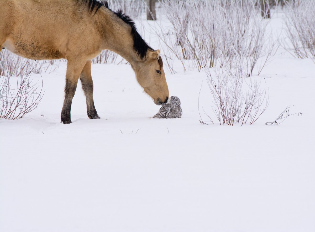 mrophiophagus's tweet image. Have you ever seen a Snowy Owl and a Horse in a single shot? This was a shot I never expected I&apos;d take, but in the January of 2021, as I was driving around the Sax Zim Bog, I saw a horse looking down on something...first I thought it was a snowball...later realized its an owl