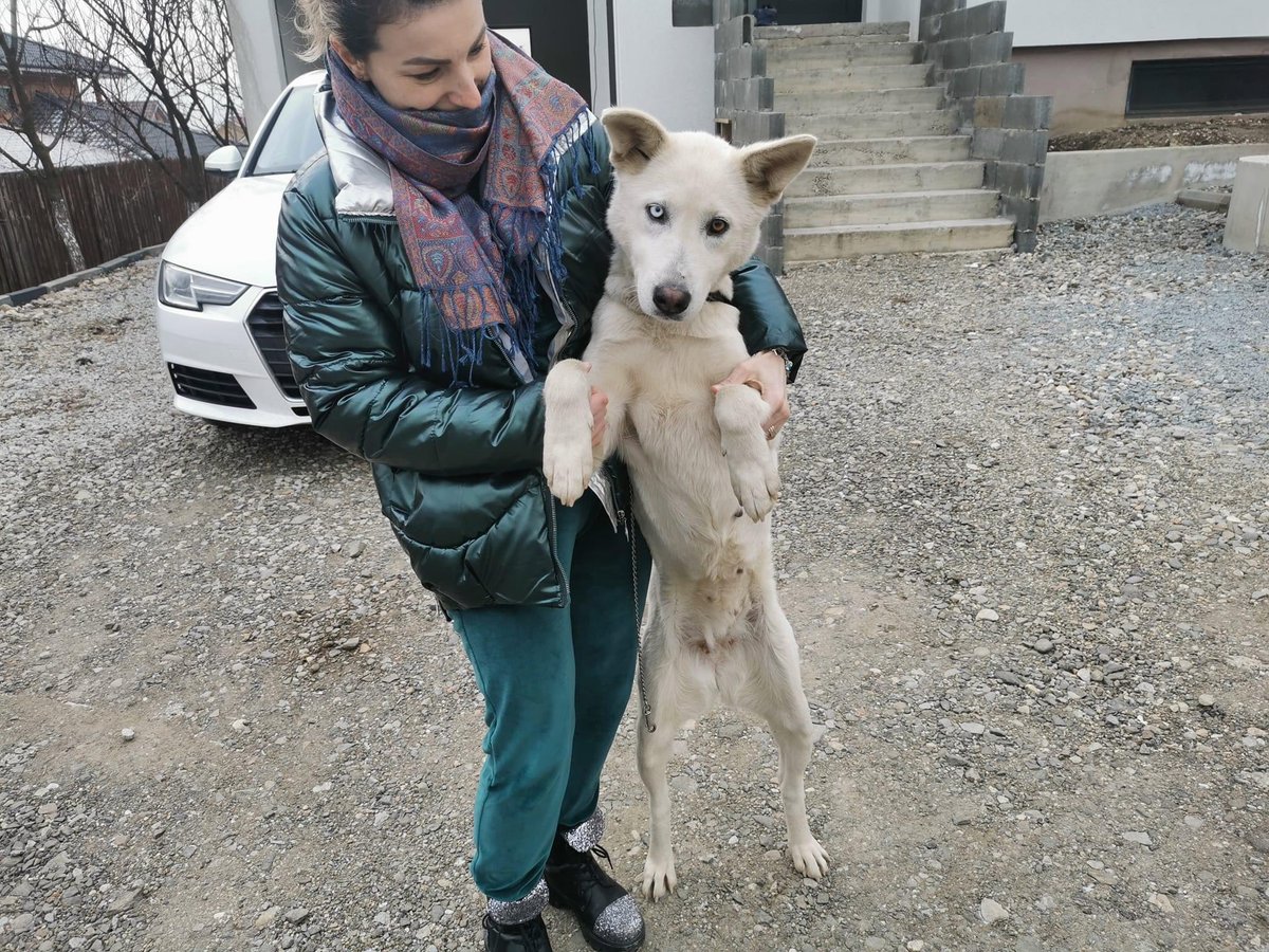 Die edle Nymeria ist ca 2 Jahre alt &amp; sucht natürlich auch eine Pflege- oder Endstelle 🥰 für mehr Infos, schreibt uns ne Mail 🎉 kontakt@einherzfuerstreuner.de

#adoptdontshop #family #dog #dogs #adoptable #adoptme #adoption #doglover #doglove #rescuedog #rescuedogs
